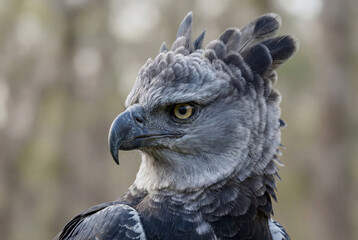 Fototapeta premium Close-up of a majestic harpy eagle in nature