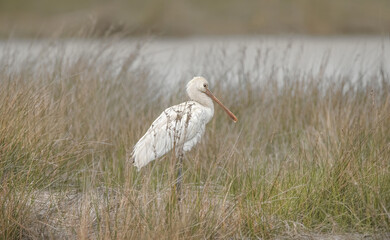 Juvenile Eurasian Spoonbill On A Meadow (Platalea Leucorodia)