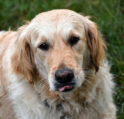 Portrait of a Golden Retriever