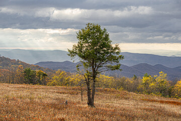 Obraz premium A lone tree stands on a hill in front of meadow, fall foliage covered mountain ranges, and light rays filtering below clouds in Shenandoah National Park, Virginia