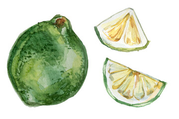 Naklejka premium Watercolor lime fruit illustration isolated on white.