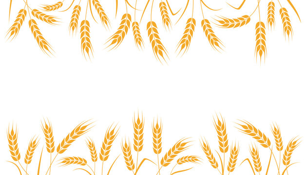 Ear of wheat and wheat grain on white background. Organic wheat, bread agriculture and natural eat. Agricultural background template. Isolated. Vector illustration	