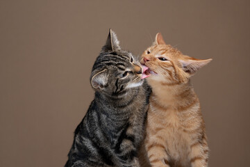 two cute kittens kissing each other. young tabby and ginger cat licking each others faces