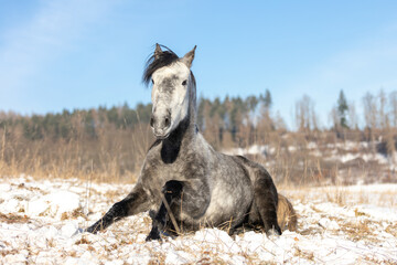 Pferd steht im Schnee auf