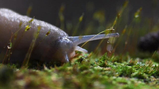  Close-up of a slug crawling on the undergrowth,   slug,  family Arionidae, Gasteropoda, undergrowth, Erba, Lecco, Italy,