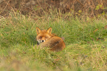 Obraz premium Rotfuchs liegt im Gras