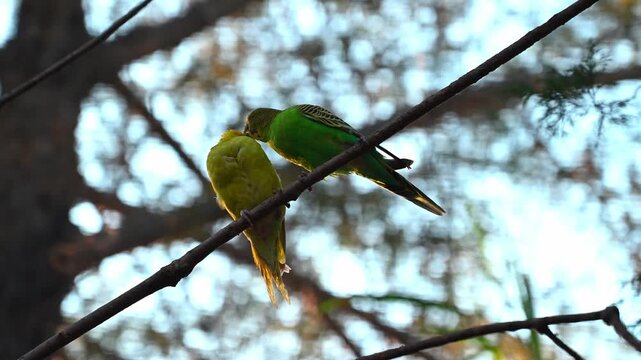 A pair of budgies perched on a branch, showing affectionate gestures to each other