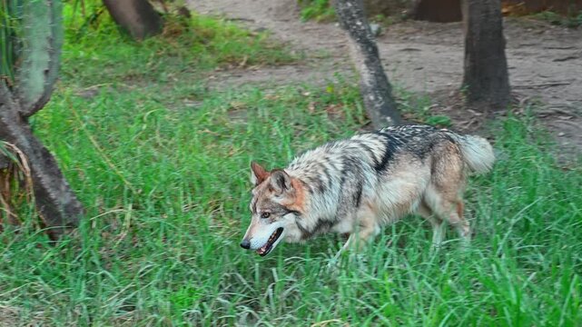 Mexican wolf with gray and beige fur walking along a dirt path