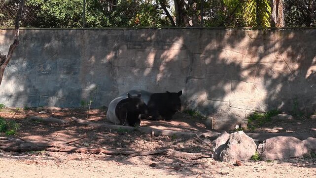 Pair of tapirs lounging by a stone wall zoo.