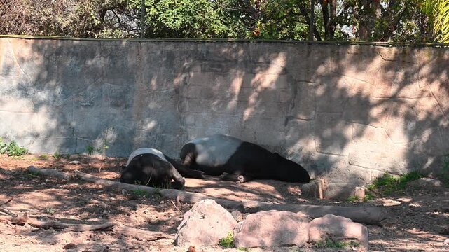 Malayan tapirs resting in the shade