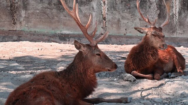 Majestic deer pair in captivity with impressive antlers, basking in the sun