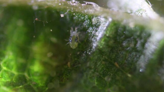 mite,  small acarid arachnids that often infest animals, plants, and stored foods , include important disease vectors, red bugs, berry bugs, Trombicula, 
&lrm;Mighty mite , &lrm;Dust mite , &lrm;Spider mite , &lrm;Re