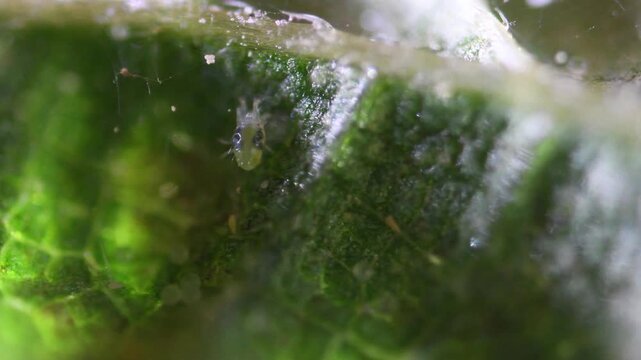 mite,  small acarid arachnids that often infest animals, plants, and stored foods , include important disease vectors, red bugs, berry bugs, Trombicula, 
&lrm;Mighty mite , &lrm;Dust mite , &lrm;Spider mite , &lrm;Re