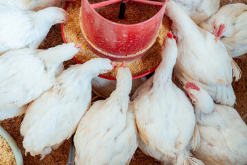 White chickens feeding from feeder at poultry farm © VICTOR A ARGUELLO