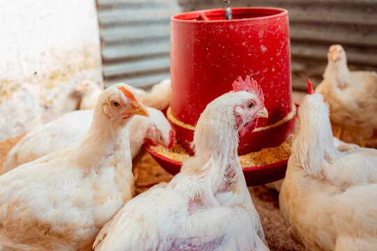 White chickens eating feed from a red feeder on a farm