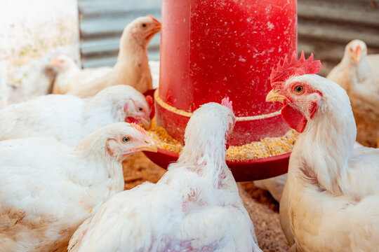 White broiler chickens feeding on corn in farm