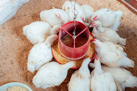 White chickens feeding from red feeder in poultry farm