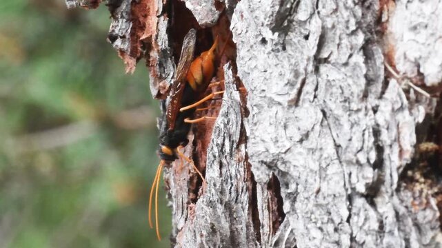 Sirex gigas looks for the right place to lay its eggs, Sirex gigas, walk,   wasp, trunk, insect, wood, Sirex gigas lays eggs in a dead wood, Urocerus gigas, giant woodwasp,  greater horntail, sawfly, 