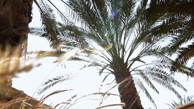 Smooth video pan from sunlit palm fronds down to soft foxtail grass swaying on the ground in bright warm morning light, tropical resort nature mood with gentle backlit sparkle
