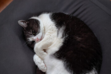 クッションで丸くなる猫　