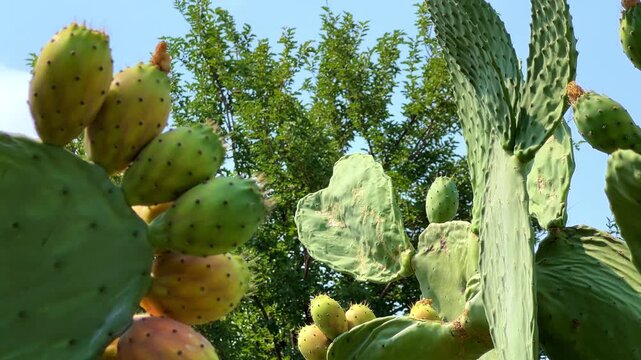 In Turkey, the fruits of the prickly pear cactus (fig cactus) are edible. These are arid plants with fragrant fruits. They have flattened, oval-shaped succulent stems covered with spines and fruits.4К