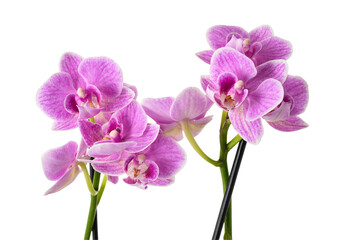 Pink Orchids plant