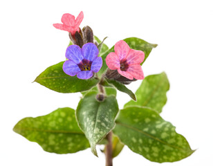 Common lungwort