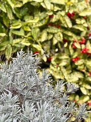 Silver-leaved Artemisia shrub in the foreground with variegated holly (Ilex aquifolium) bearing red berries in the background, showing contrasting textures and colors in a landscaped garden.
