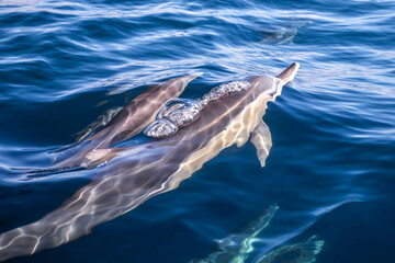 Newborn common dolphin swimming closely with its mother in clear blue water along the east coast of Australia. © Gary