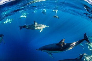 Pod of common dolphins swimming gracefully in clear blue water along the east coast of Australia, captured underwater near the surface.