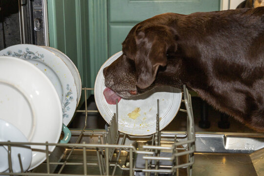dog is licking a dish in dishwasher. the dishwasher is full of dirty dishes, the pet cleans the plates while, owner is not around. a prank.