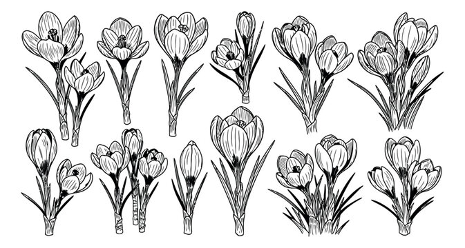 Hand drawn line art crocus flowers set featuring blooming spring blossoms for floral design