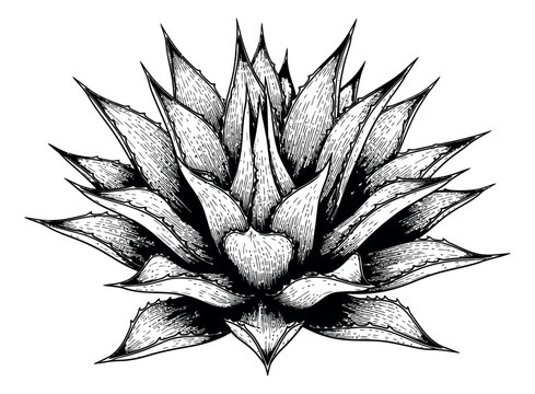 Vintage hand drawn line art illustration of an agave plant depicting a succulent for natural designs