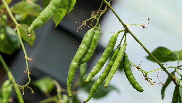 Extreme close up 4K tilt footage of green vanilla beans hanging from their vine highlighting textures patterns natural detail culinary agricultural botanical stock 