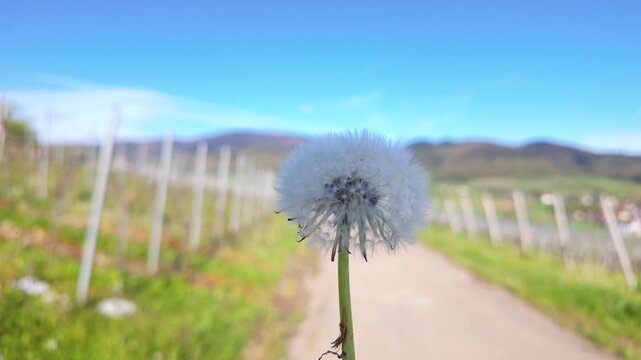 Holding a dandelion clock in a spring german vineyard