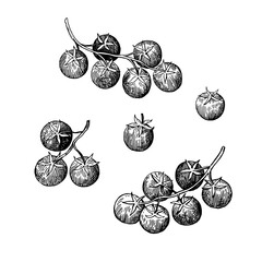 Clusters and single cherry tomatoes. Hand-drawn ink sketch in retro style.