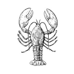 Lobster ink sketch. Hand-drawn illustration in engraving style.