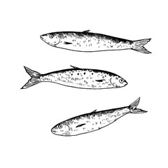 Ink sketch of sardine. Hand-drawn black and white illustration.