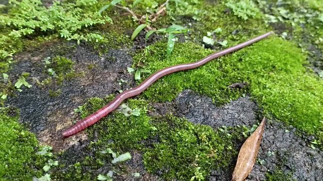 earthworms crawling on wet moss