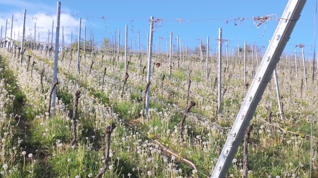 Vineyard landscape with dandelions during spring in Germany