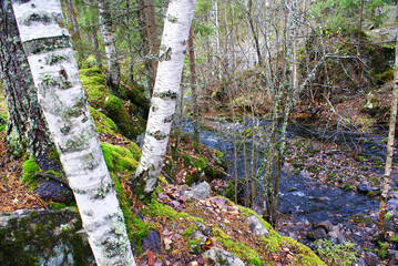 Mountain river flowing in a coniferous forest, wildlife, landscape.