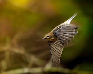 Fototapeta premium Yellow-rumped Warbler Inflight loseup