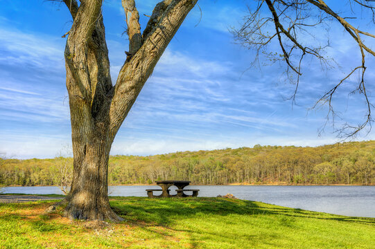 Picnic Table by the Lake. A large tree with a split trunk stands prominently in the foreground, overlooking Lake Barkley. 