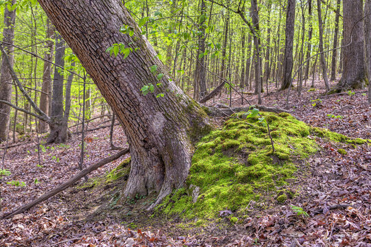 Leaning Tree with Moss. A slanted tree trunk extends from a bright green moss-covered mound in a deciduous forest setting. 