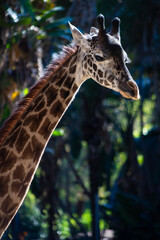 Obraz premium glancing portrait of a giraffe