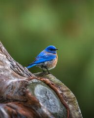 Obraz premium Western Blue Bird