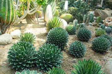 Agave victoriae-reginae ,cactus in the garden