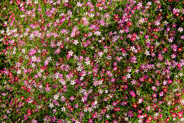 Colorful muti floral blooming in garden