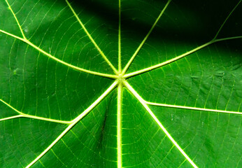 Close up of green leaf texture. Abstract background