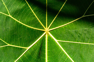 Close up of green leaf texture. Abstract background